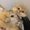tinapet488